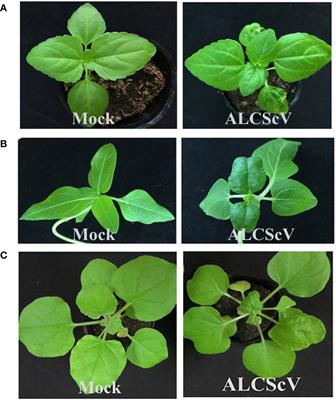 Analysis of Pathogenicity and Virulence Factors of Ageratum leaf curl Sichuan virus